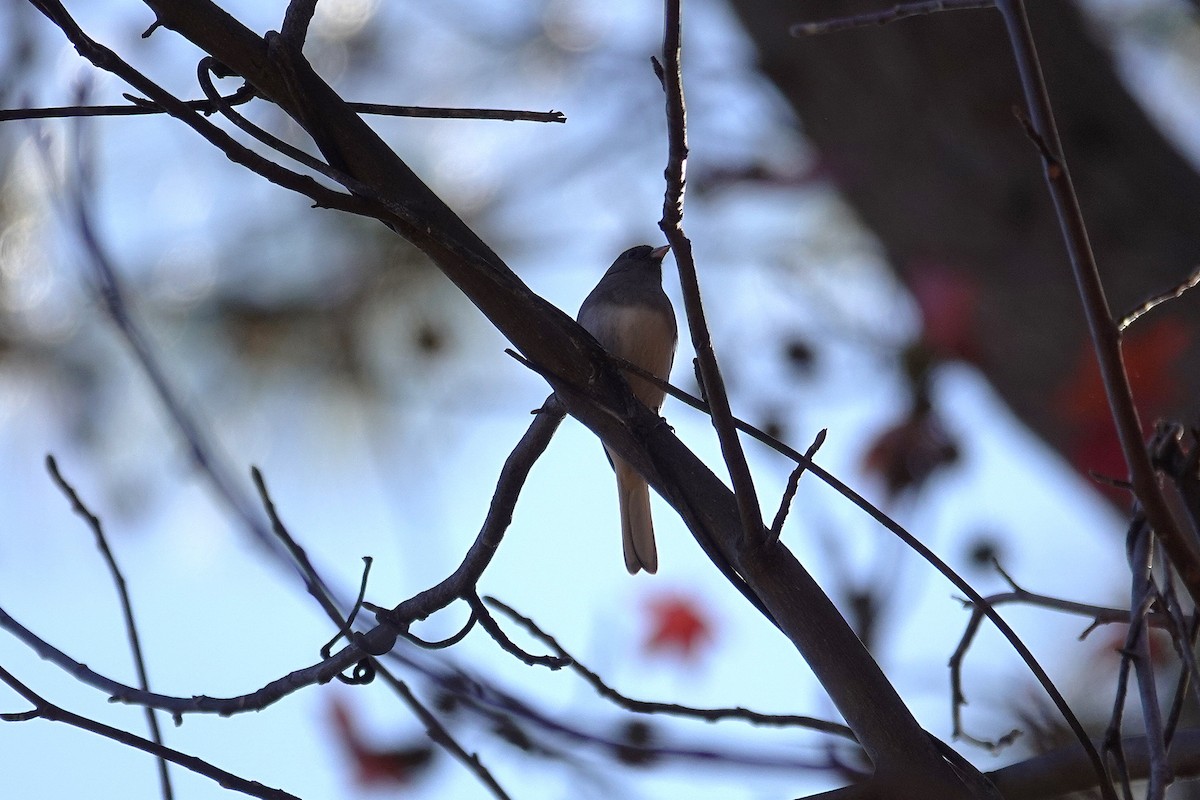 Dark-eyed Junco - ML646332601
