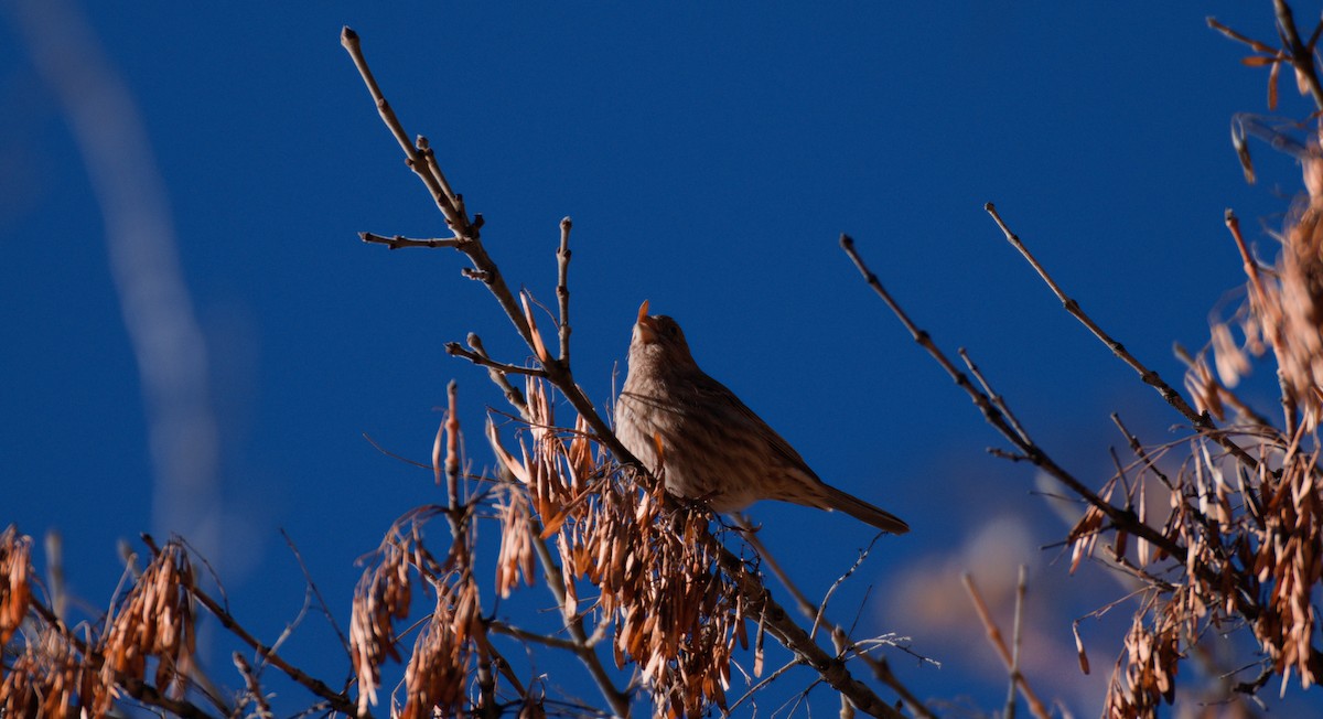 House Finch - ML646332605