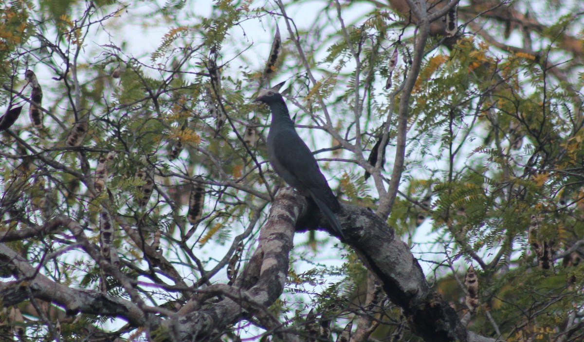 Голуб карибський - ML646332606