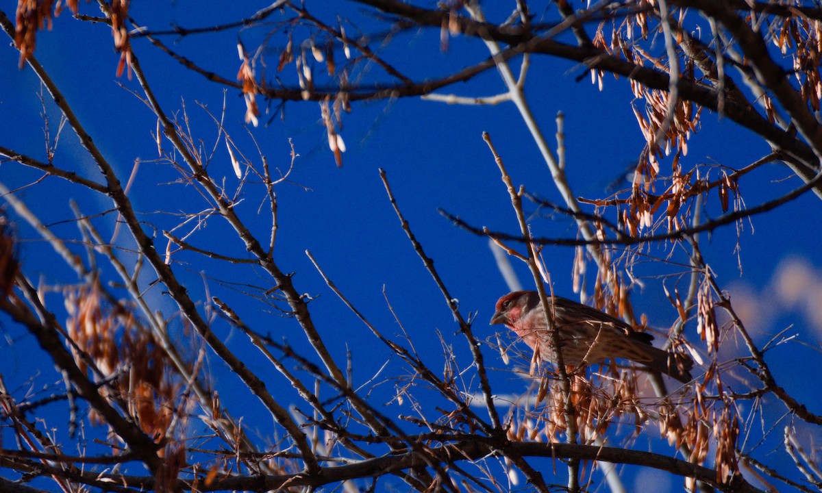 House Finch - ML646332607