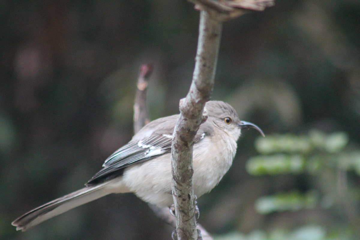 Пересмішник багатоголосий - ML646332609