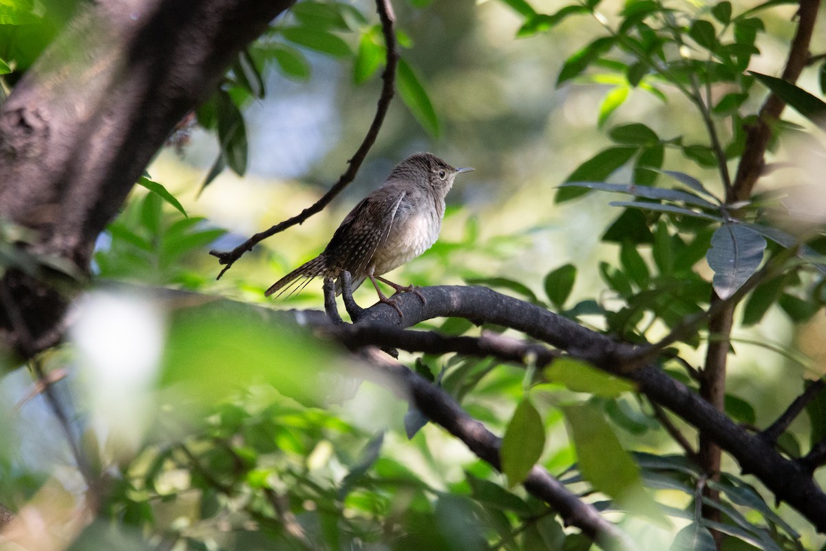 Northern House Wren - ML646332613