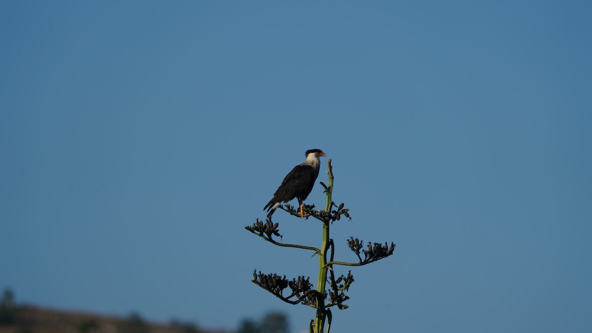 Crested Caracara - ML646332615