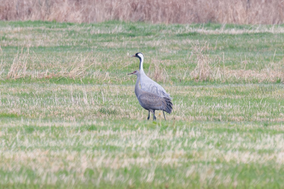 Common Crane - ML646332616