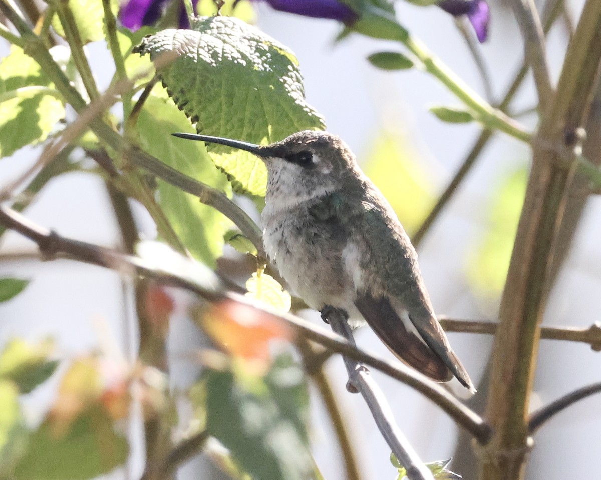 Black-chinned Hummingbird - ML646332620