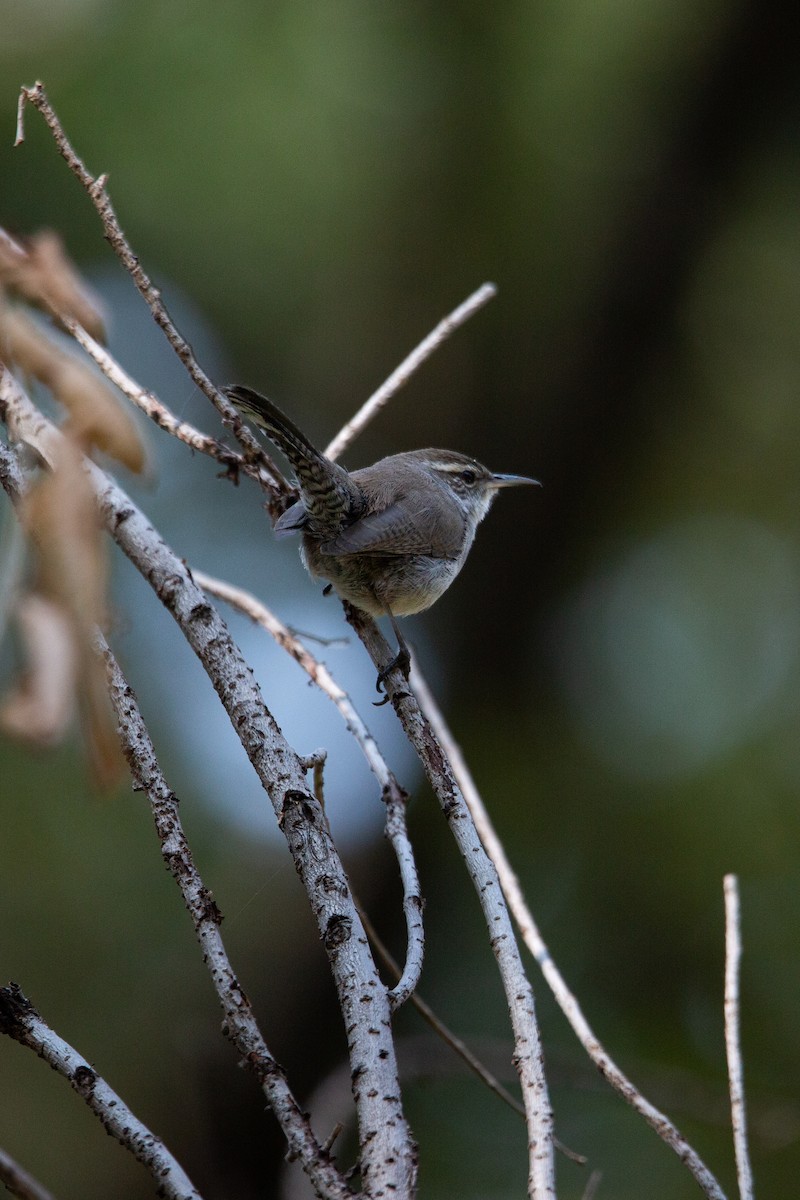 Bewick's Wren (mexicanus Group) - ML646332621