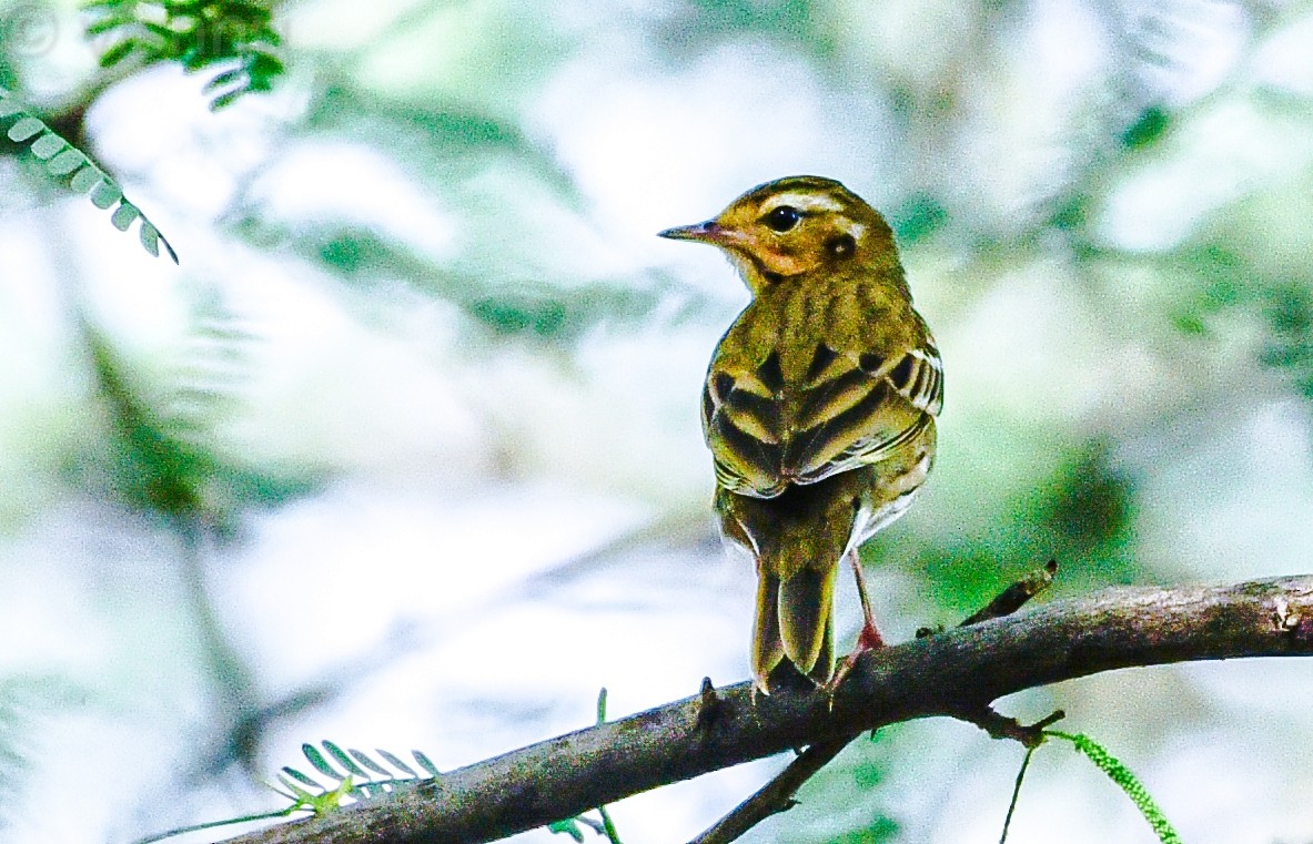 Olive-backed Pipit - ML646332624