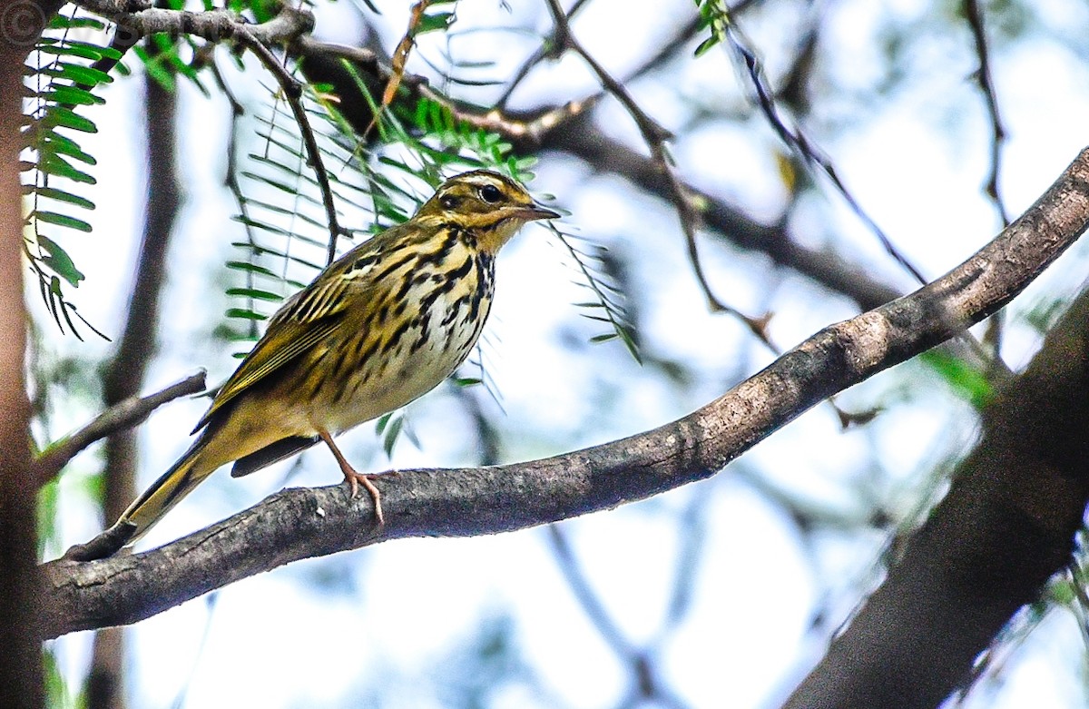 Olive-backed Pipit - ML646332625