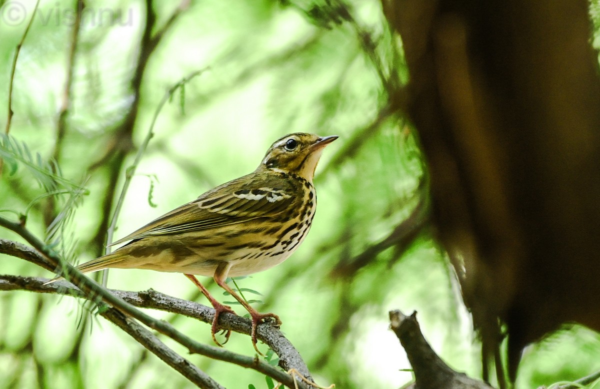 Olive-backed Pipit - ML646332626