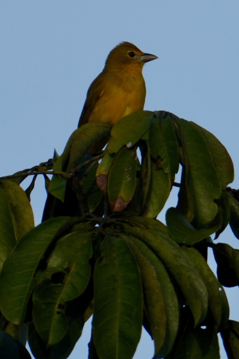 Summer Tanager - ML646332627