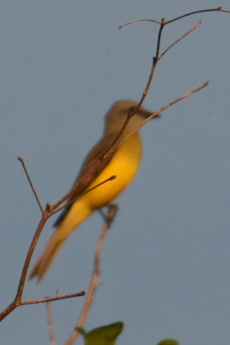 yellow-bellied kingbird sp. - ML646332634