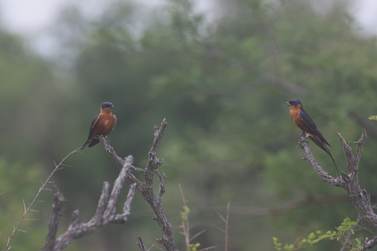 Rufous-chested Swallow - ML646332636