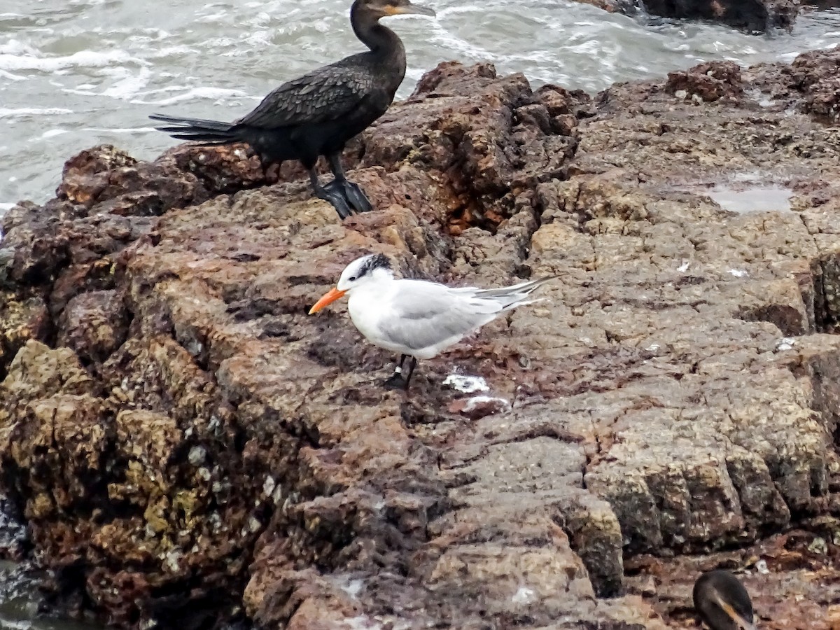 Royal Tern - ML646332640