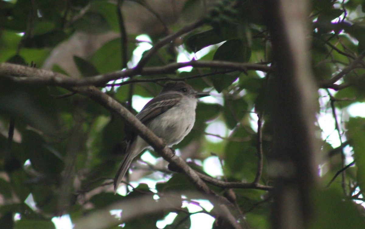 Копетон кубинський - ML646332641