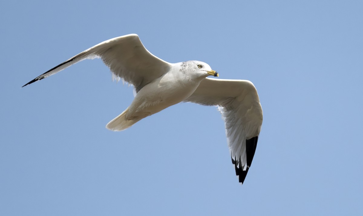 racek kroužkozobý - ML646332642