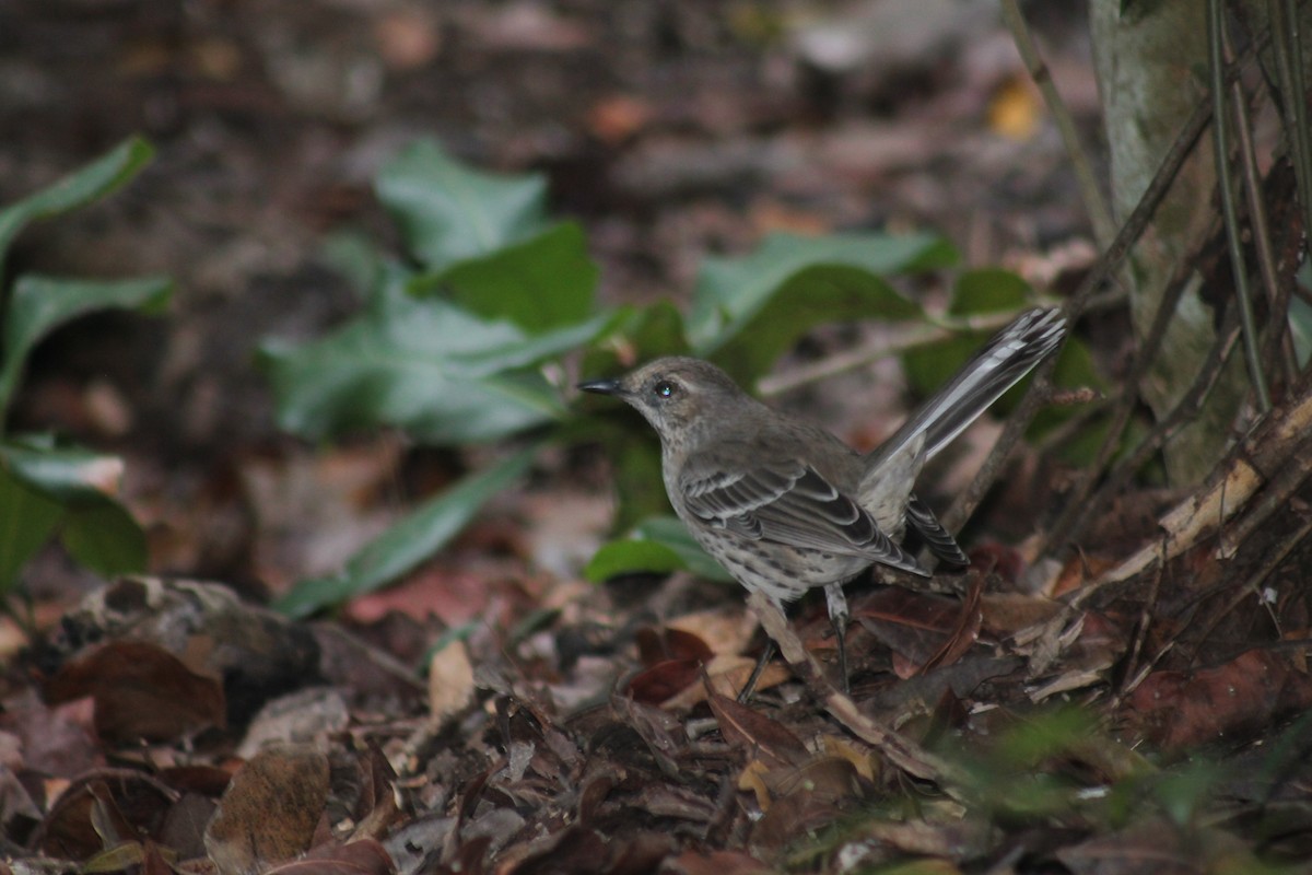 Пересмішник карибський - ML646332646
