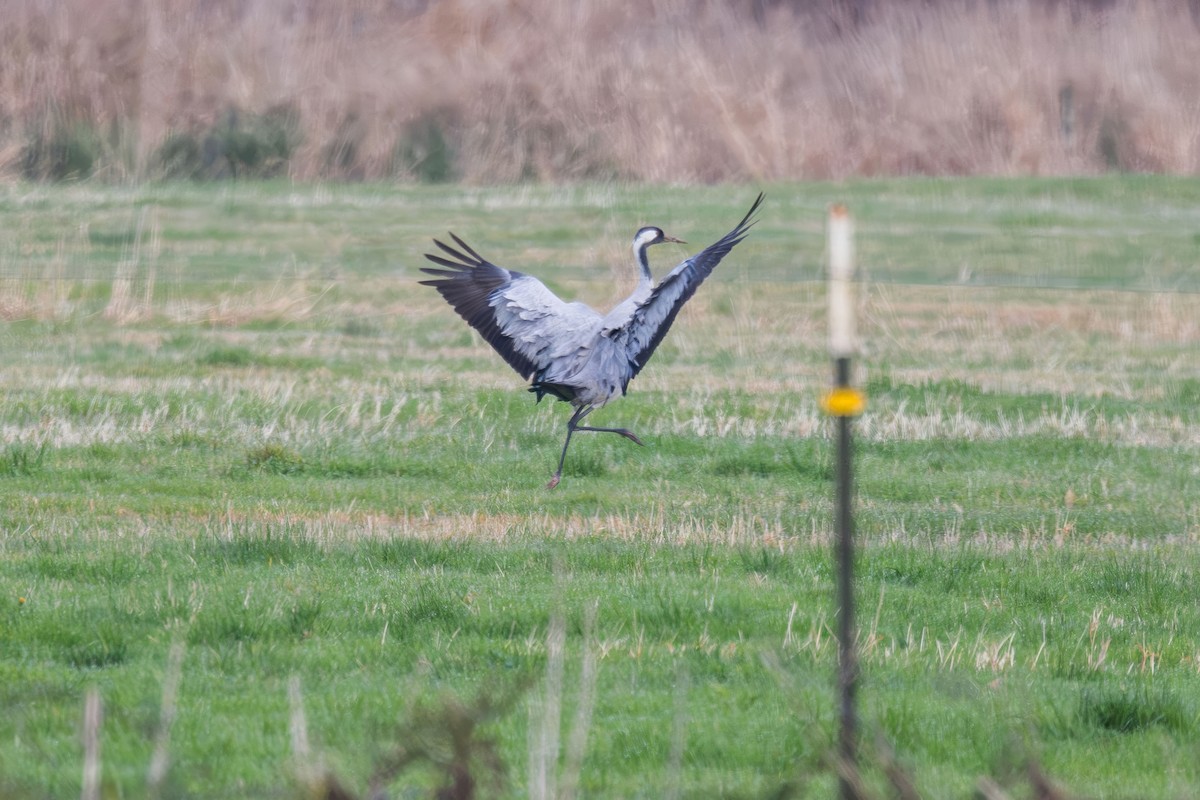 Common Crane - ML646332648