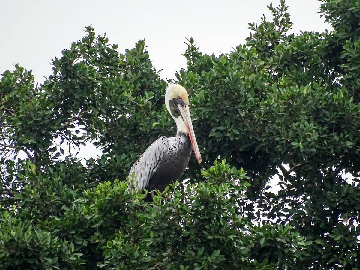 Brown Pelican - ML646332649