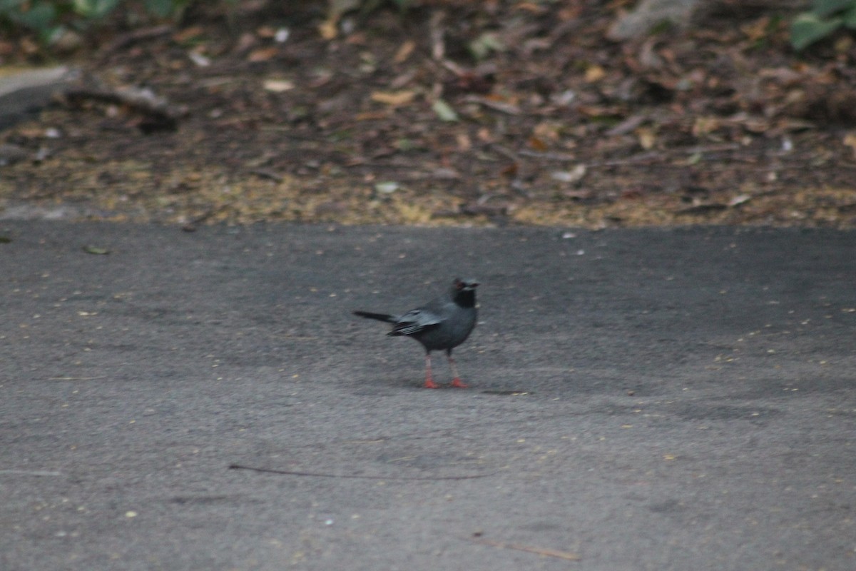 Western Red-legged Thrush - ML646332650