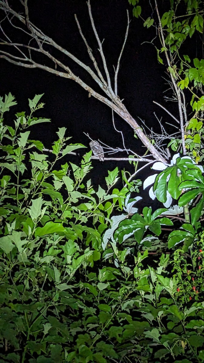 Middle American Screech-Owl - ML646332653