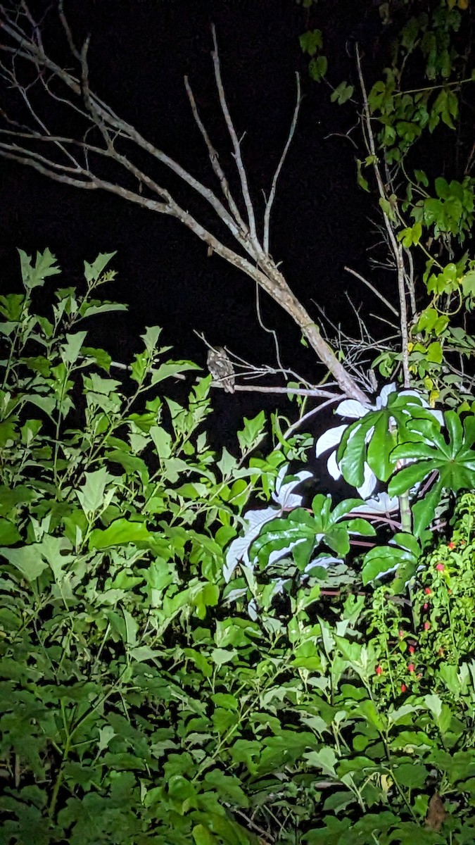 Middle American Screech-Owl - ML646332654