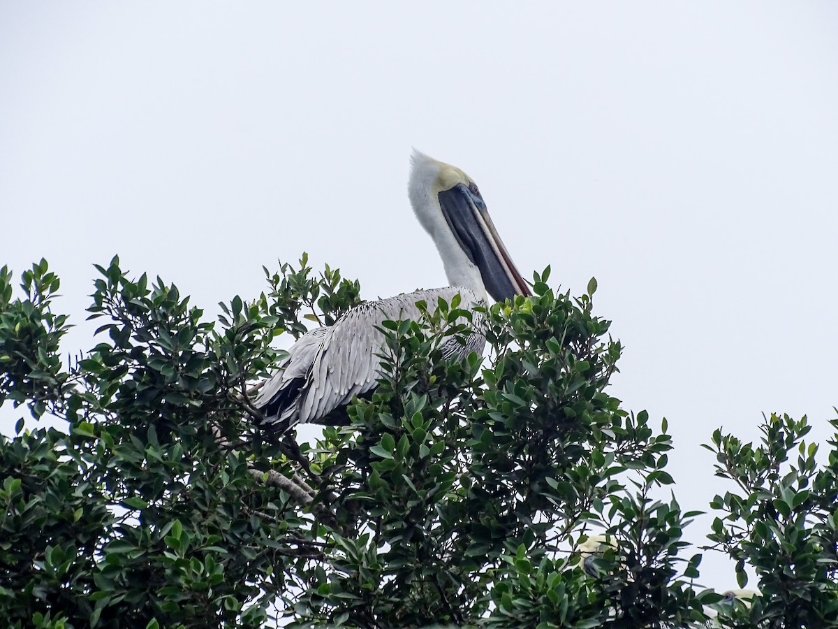 Brown Pelican - ML646332656
