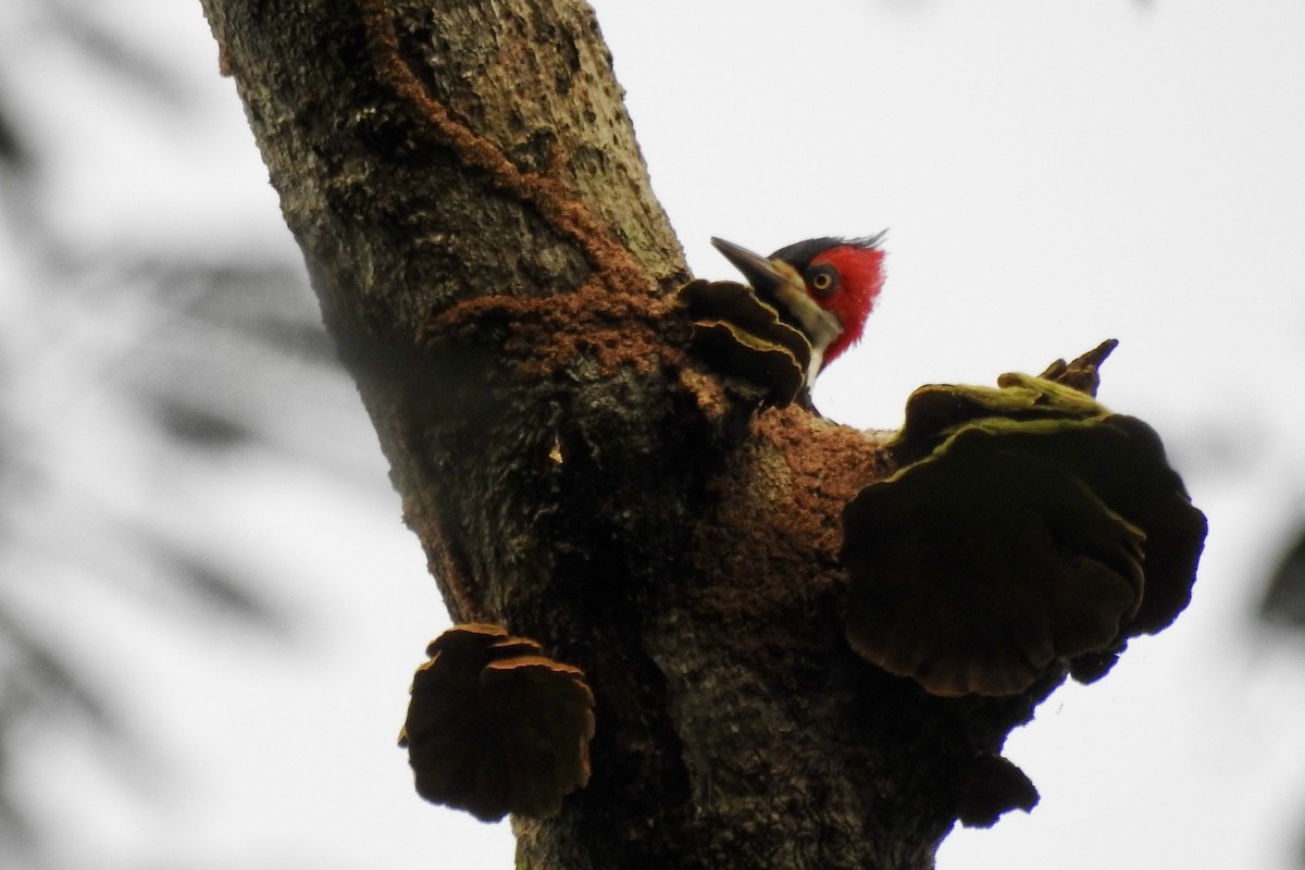 Crimson-crested Woodpecker - ML646332657