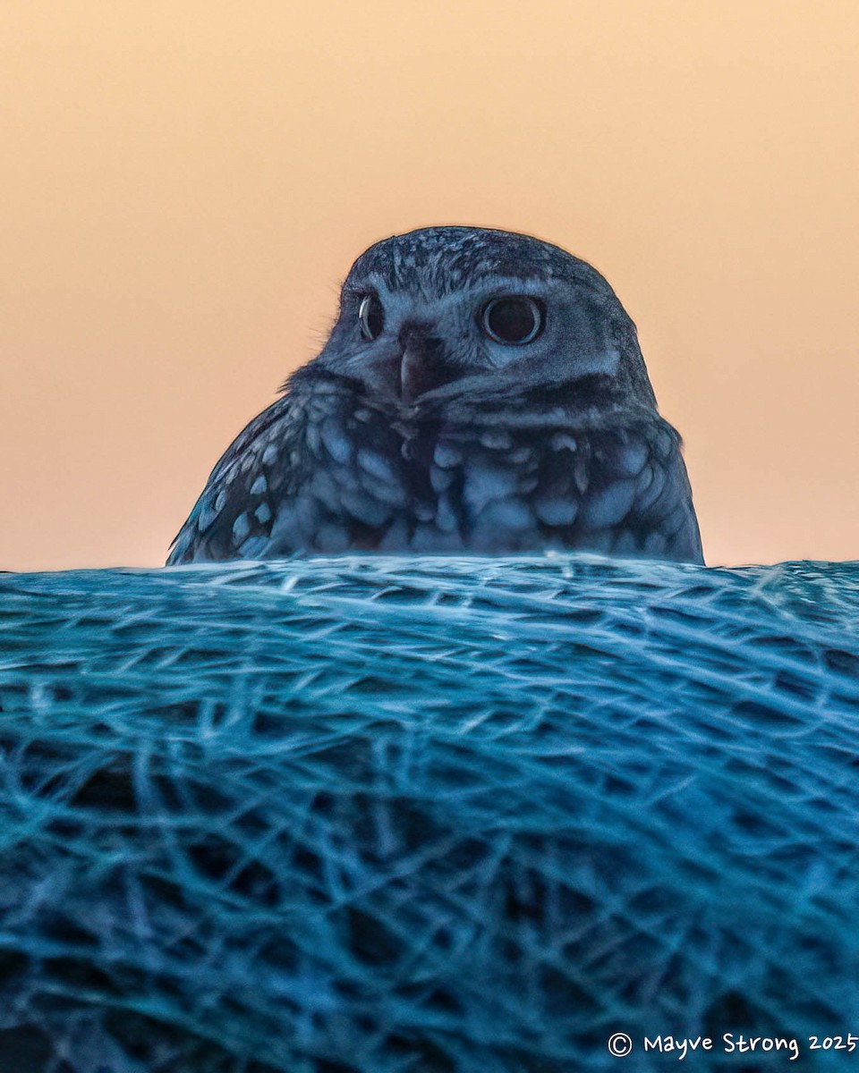 Burrowing Owl - ML646332666