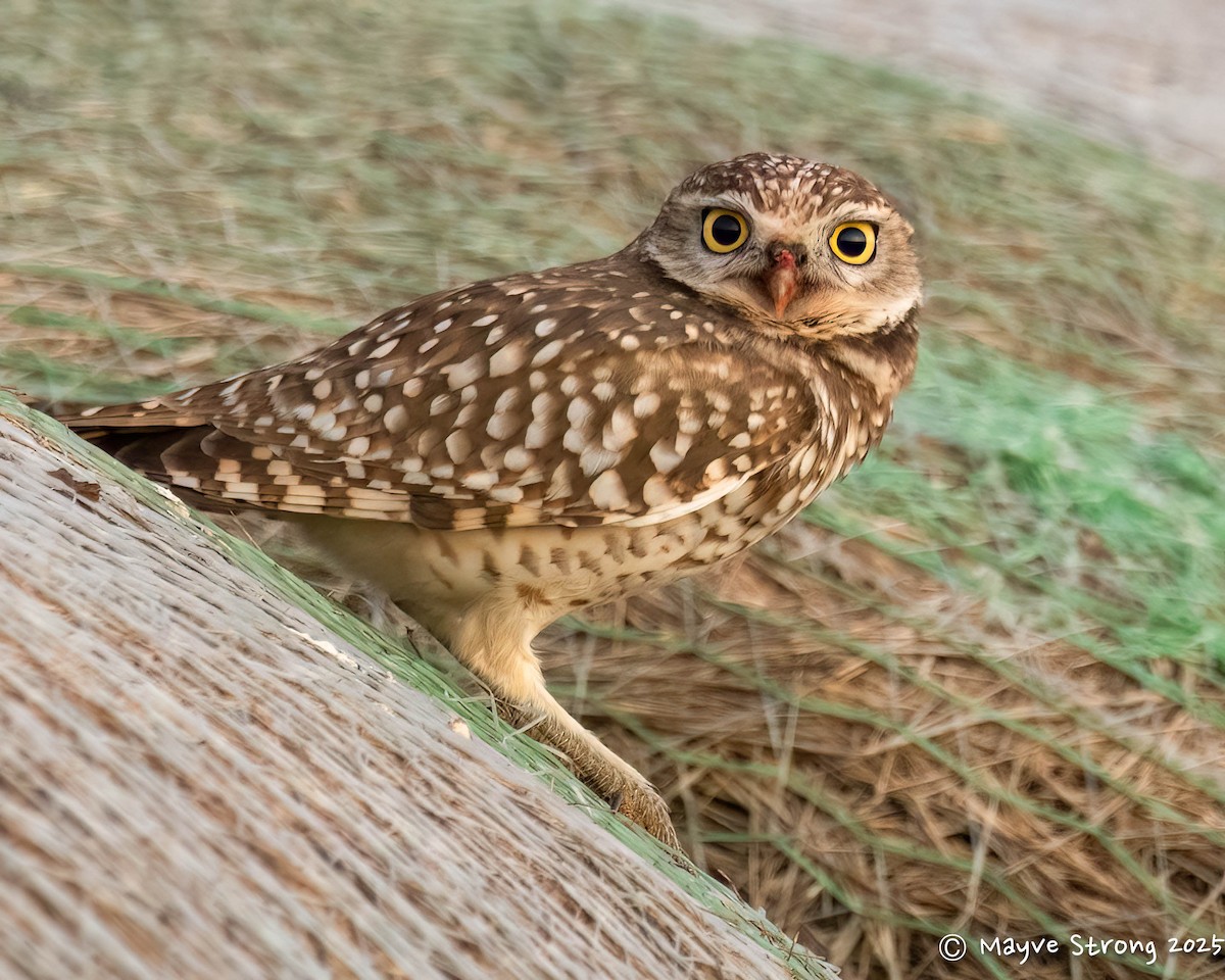 Burrowing Owl - ML646332667