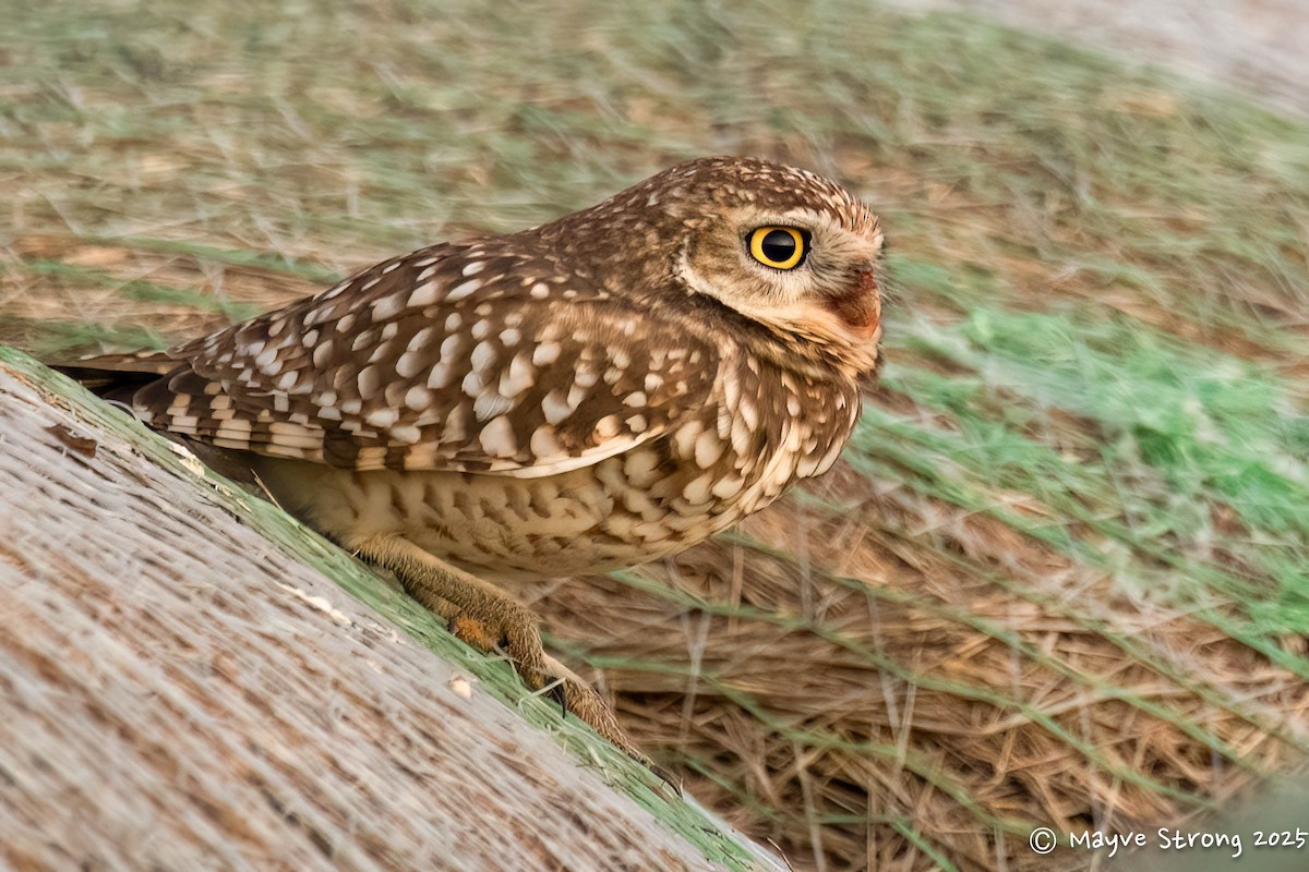 Burrowing Owl - ML646332668