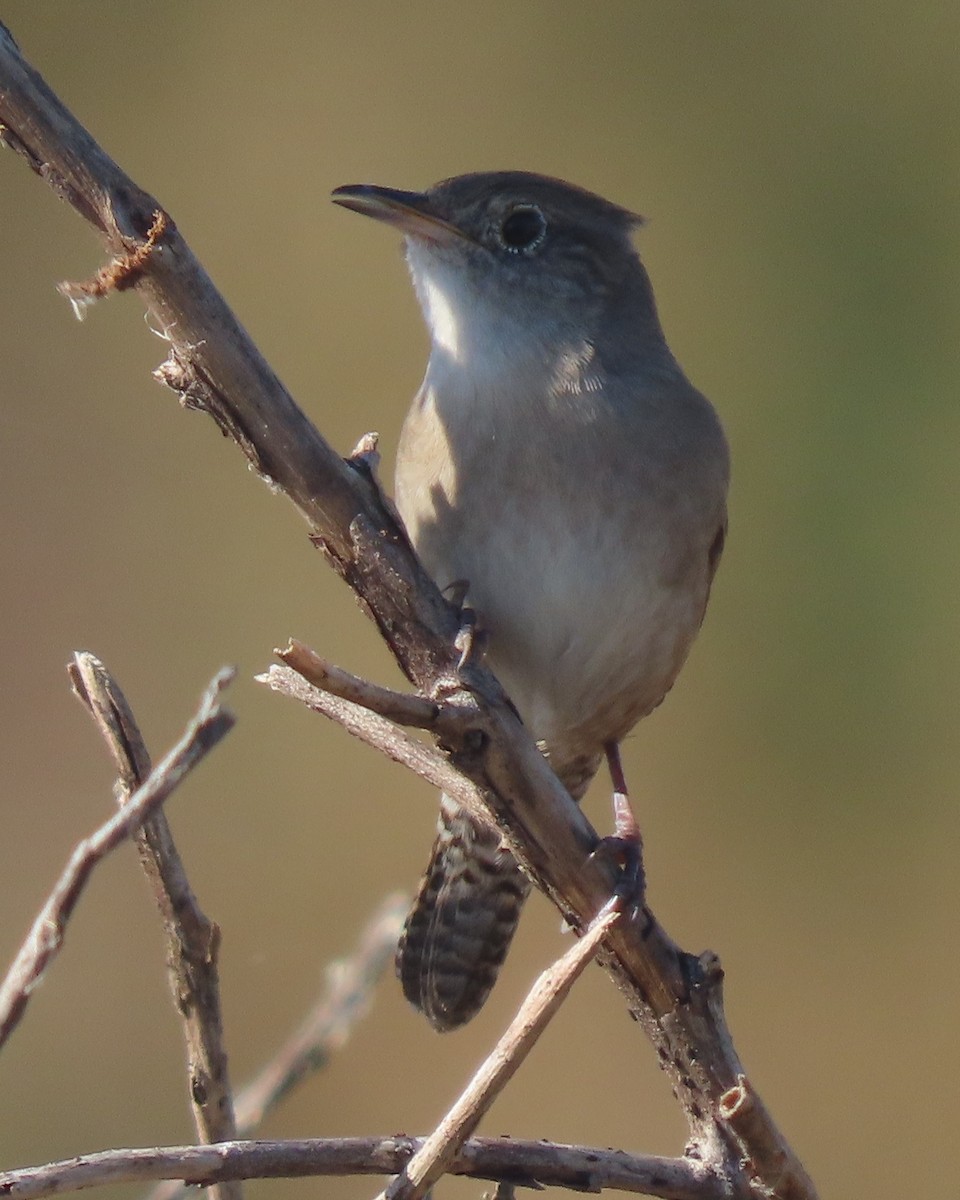 Northern House Wren - ML646332669