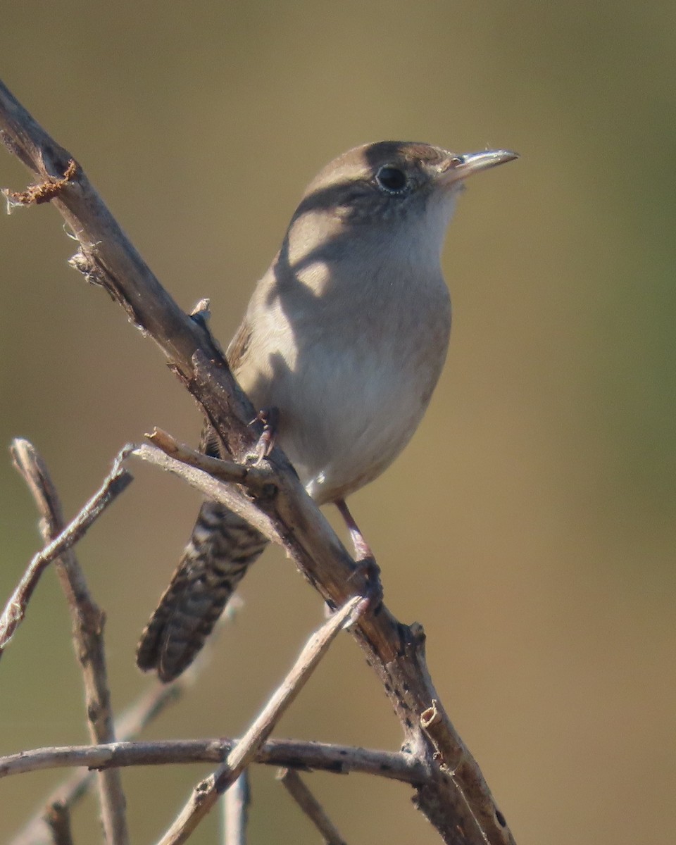Northern House Wren - ML646332670