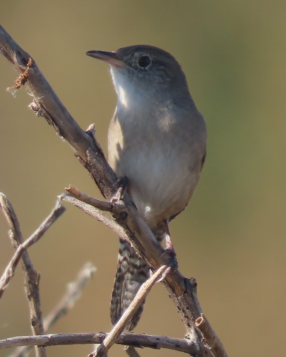 Northern House Wren - ML646332671