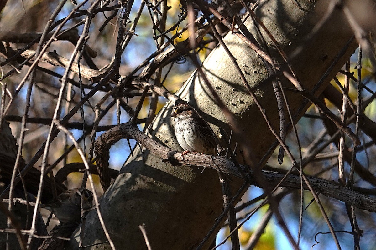 White-throated Sparrow - ML646332672