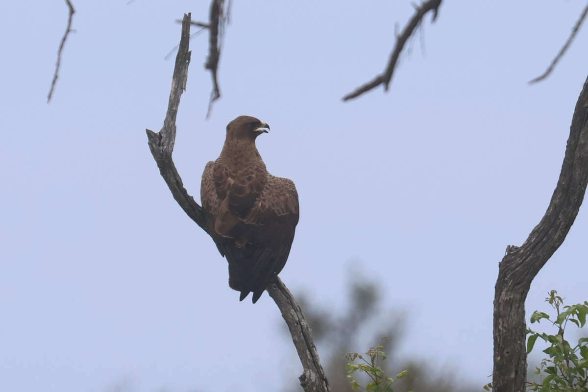 savanneørn - ML646332673