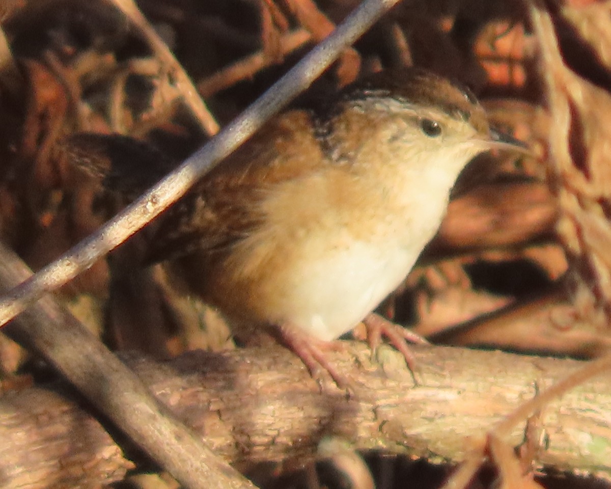 Marsh Wren - ML646332677