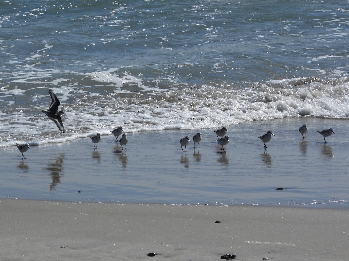 Txirri zuria - ML646332678