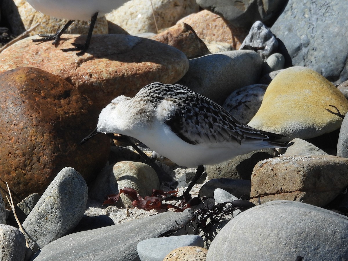 Txirri zuria - ML646332680