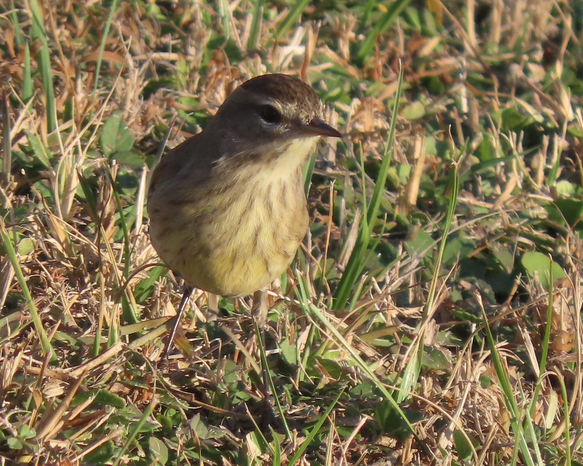 Palm Warbler - ML646332684