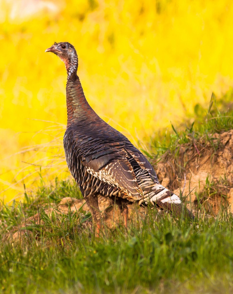 Wild Turkey - ML646332685