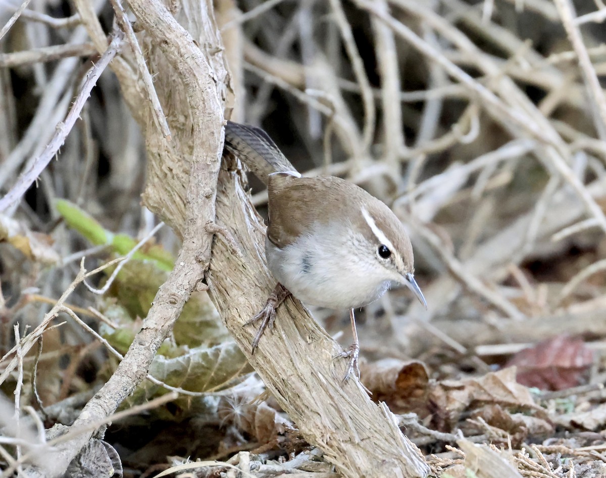 Troglodyte de Bewick - ML646332687