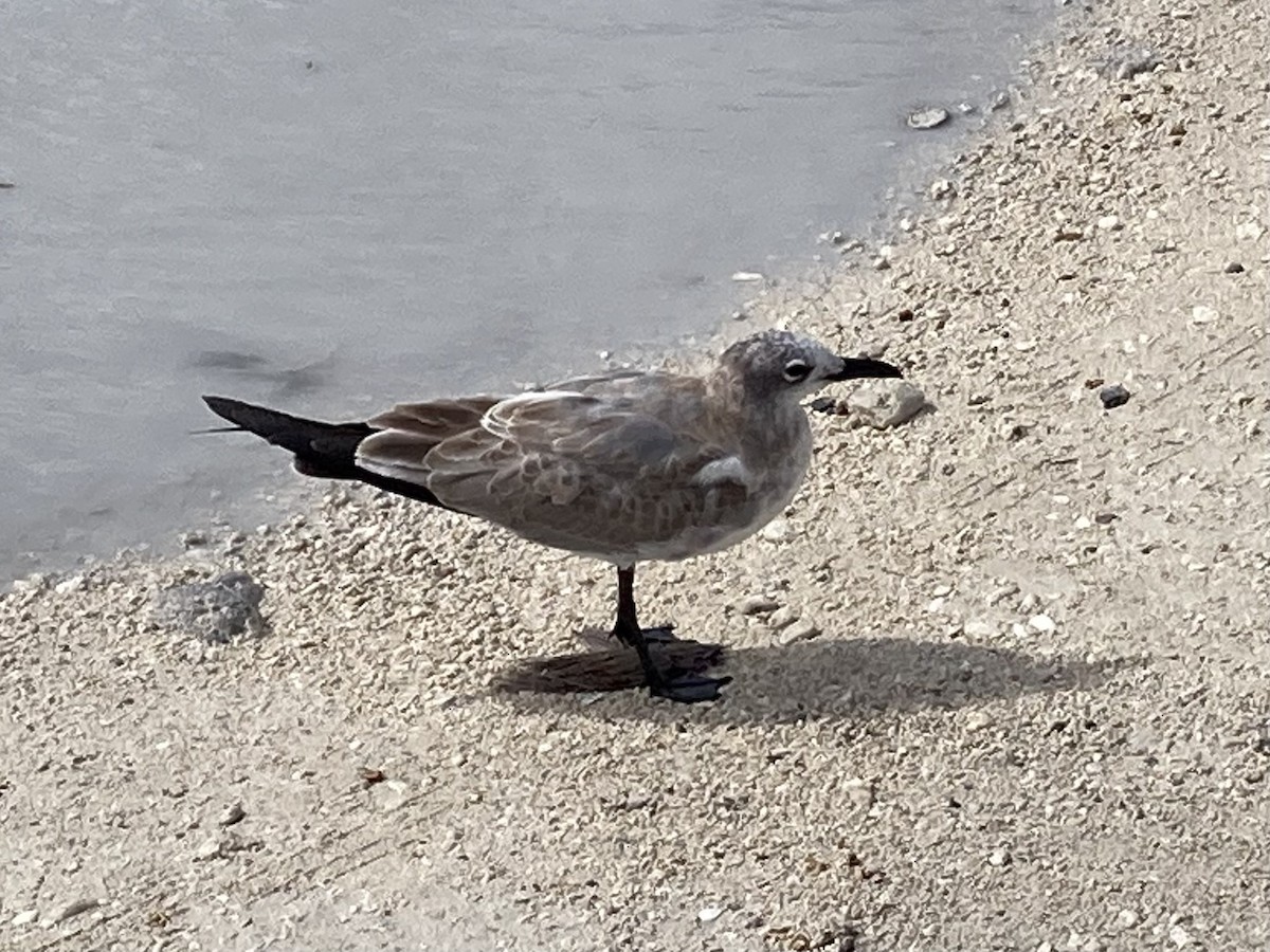 ワライカモメ - ML646332688