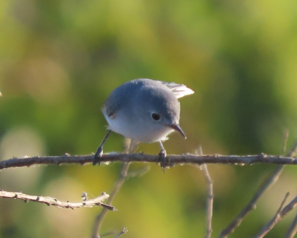 Blue-gray Gnatcatcher - ML646332689