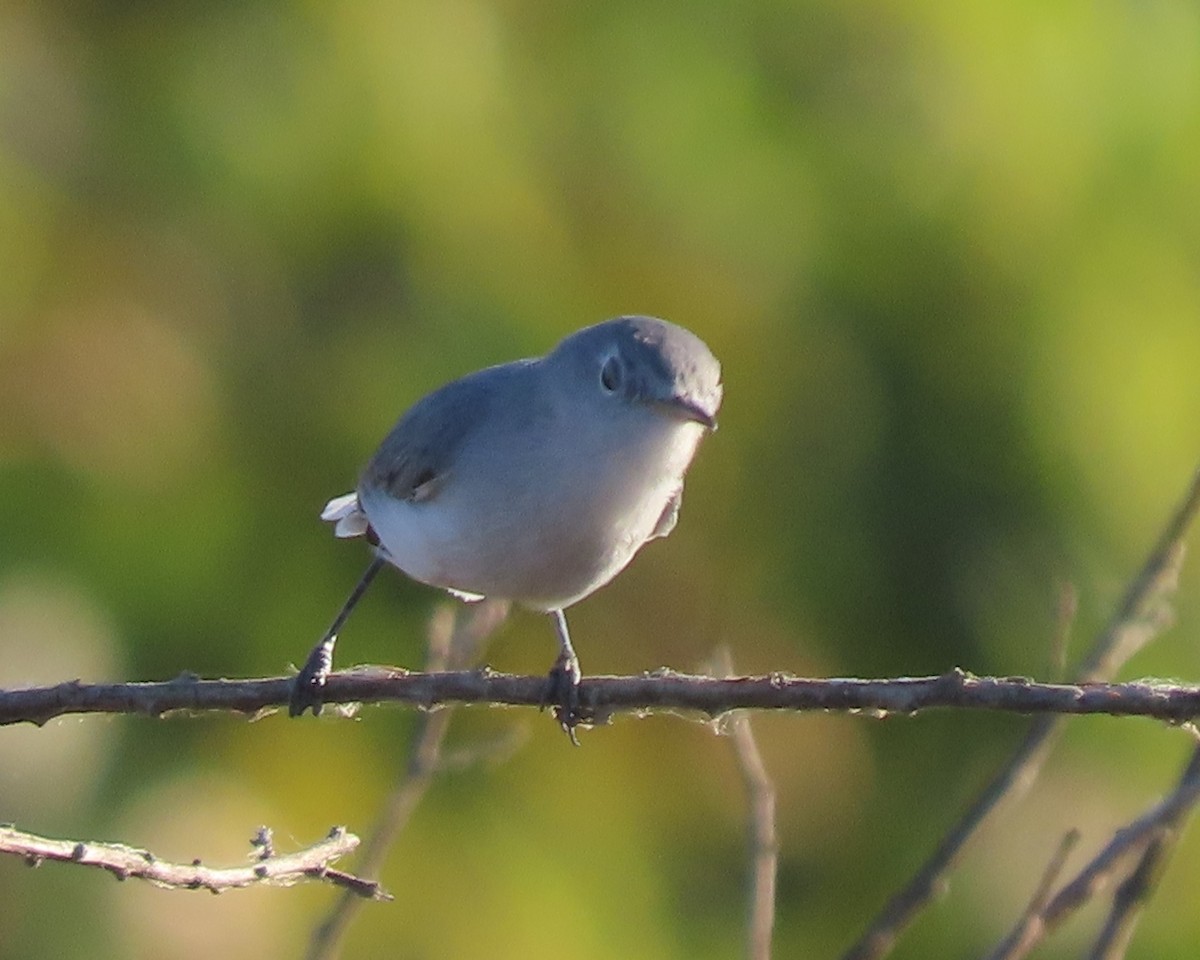 Blue-gray Gnatcatcher - ML646332690
