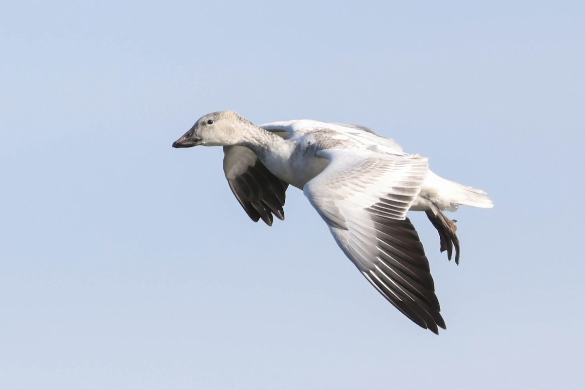 Snow Goose - ML646332693