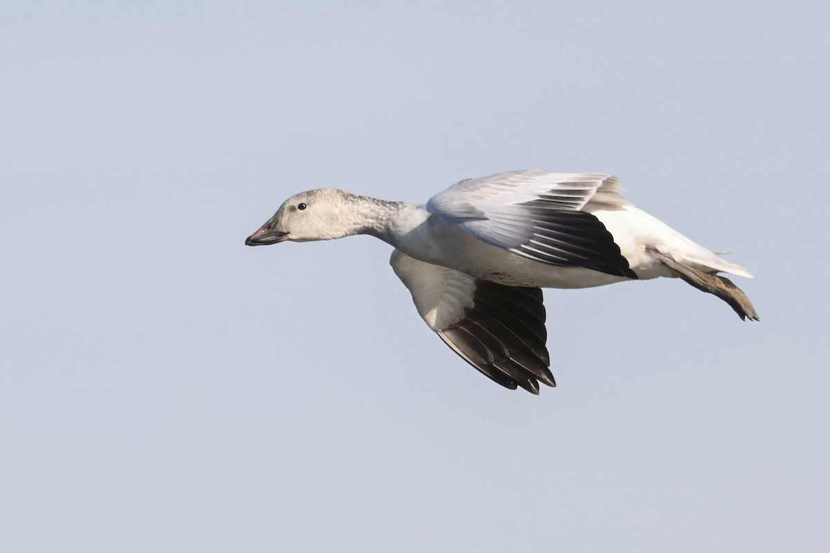 Snow Goose - ML646332694
