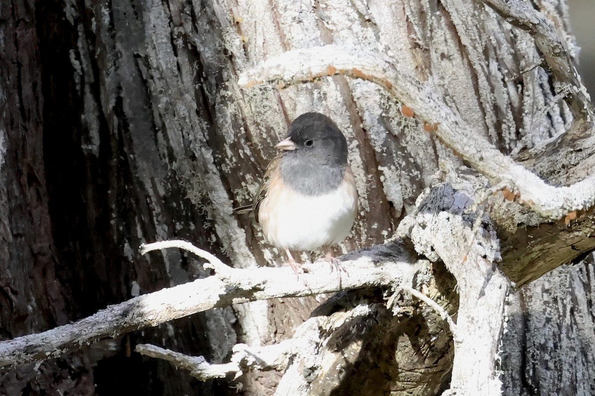 Junco ardoisé - ML646332695