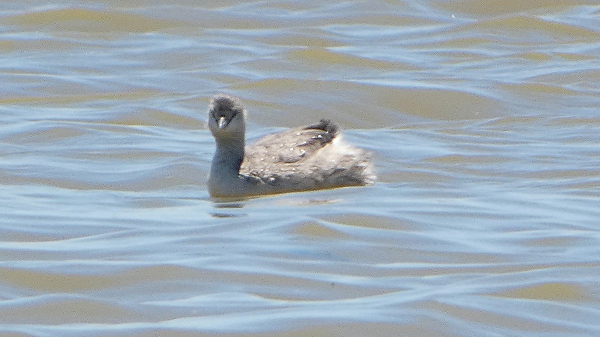 Hoary-headed Grebe - ML646332696