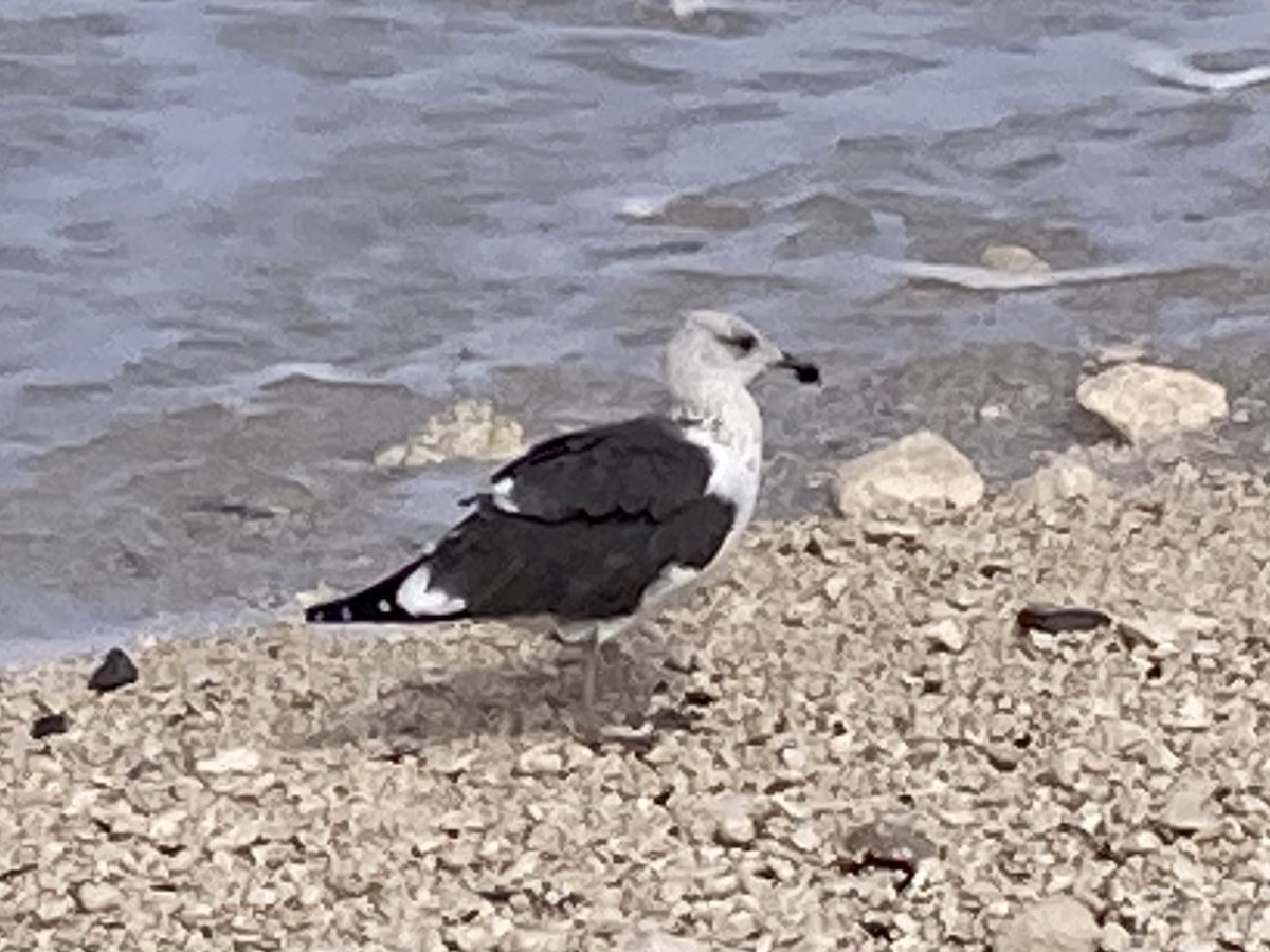 Great Black-backed Gull - ML646332697