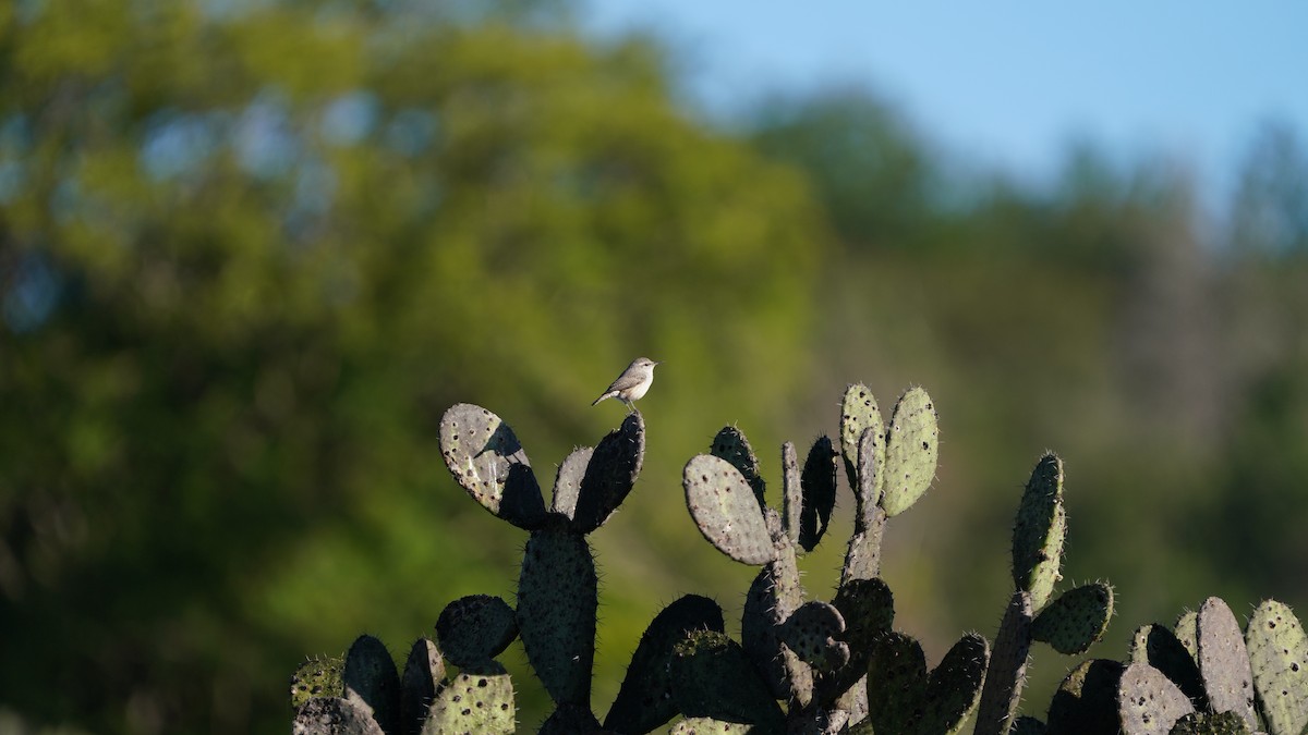 Rock Wren - ML646332703
